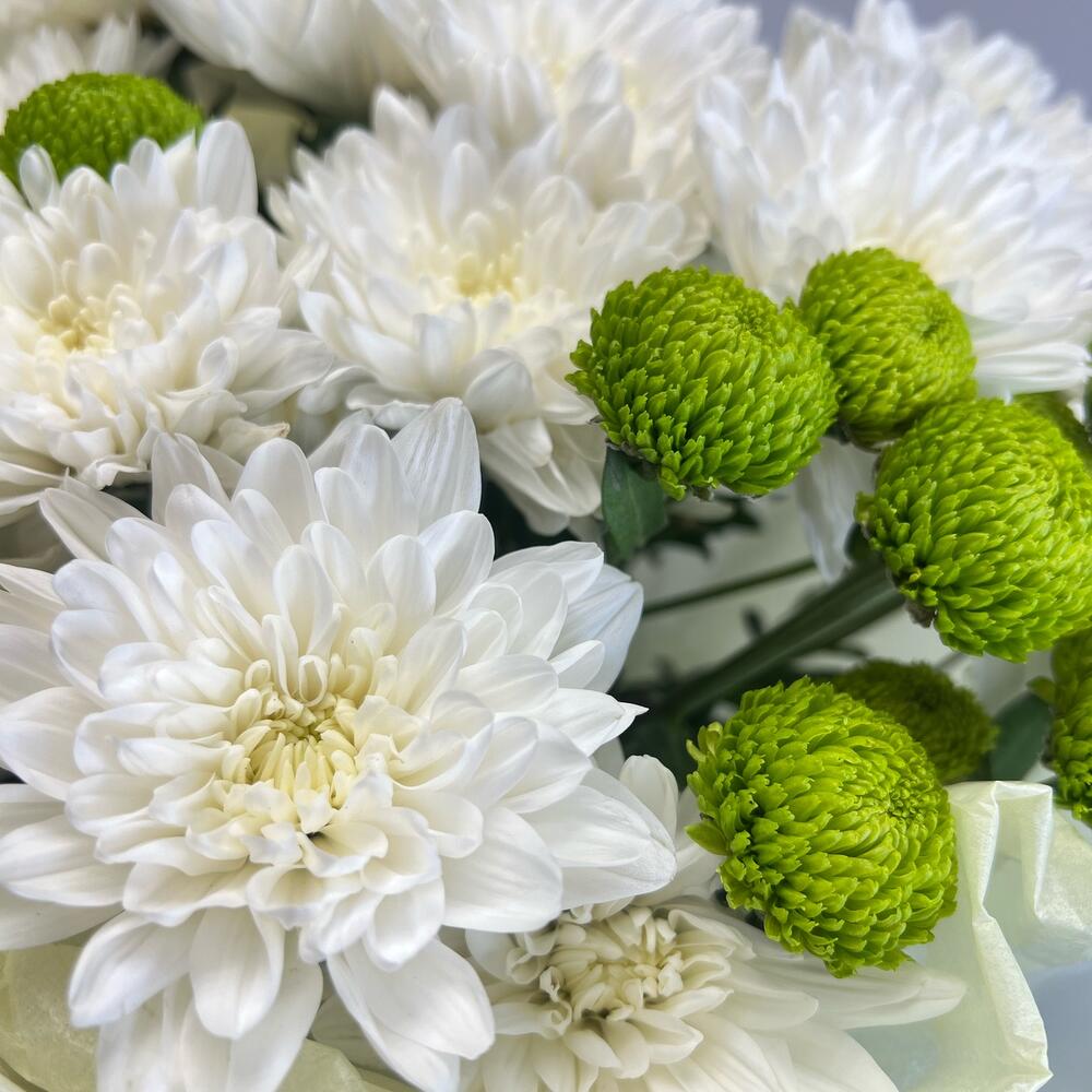 Эксклюзивный букет «Филин Грин» – сочетание белых и зеленых хризантем Альметьевск Республика Татарстан