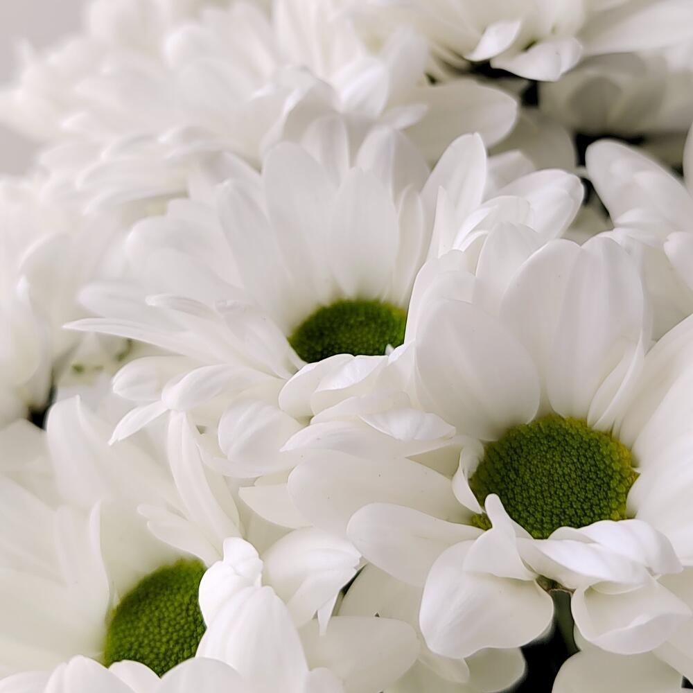 Букет «Ромашка» – 9 белоснежных хризантем в деревенском стиле Альметьевск Республика Татарстан