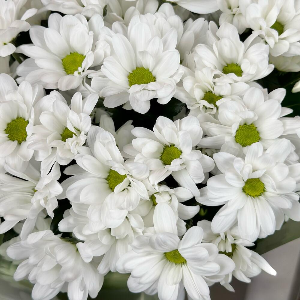 Букет «Мечты о лете» – свежесть белых хризантем Альметьевск Республика Татарстан