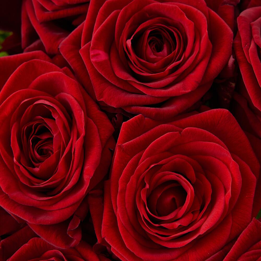 Роскошный букет из 21 красной розы – воплощение искренних чувств Альметьевск Республика Татарстан