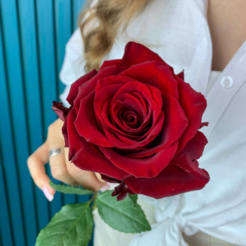 Комплимент из красной эквадорской розы – минимализм роскоши Альметьевск Республика Татарстан