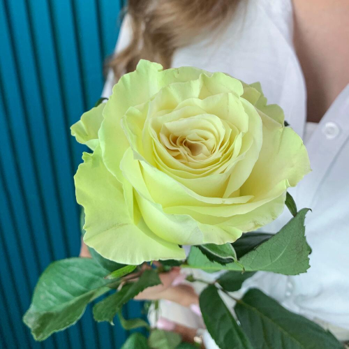 Комплимент из белой эквадорской розы – элегантность в каждом лепестке Альметьевск Республика Татарстан