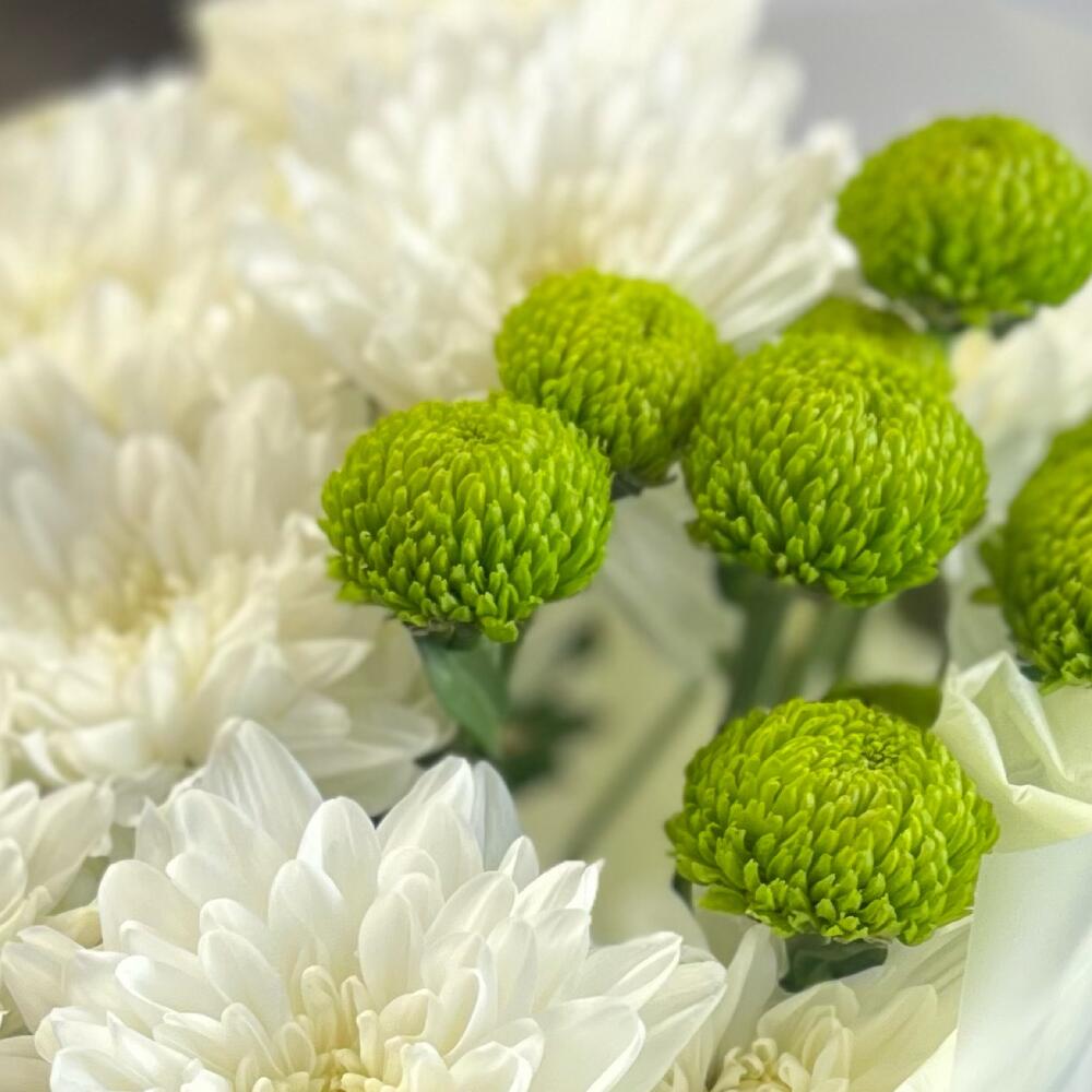 Эксклюзивный букет «Филин Грин» – сочетание белых и зеленых хризантем Альметьевск Республика Татарстан