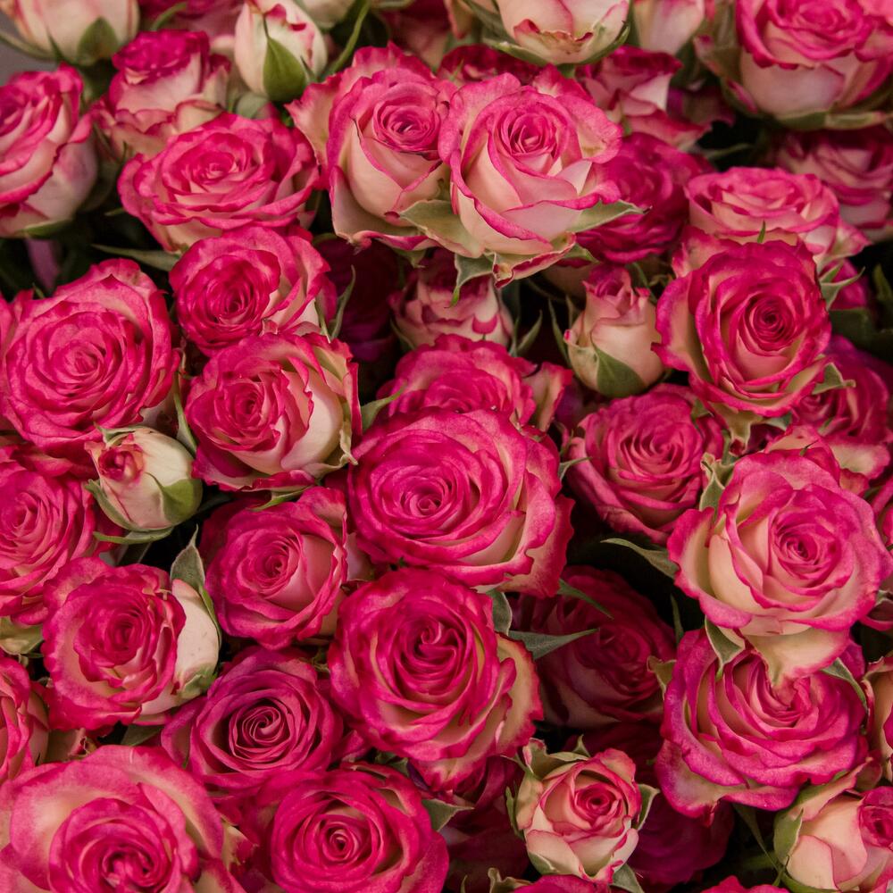 Букет «Розовый бум» – пышные кустовые розы в нежно-розовых тонах Альметьевск Республика Татарстан