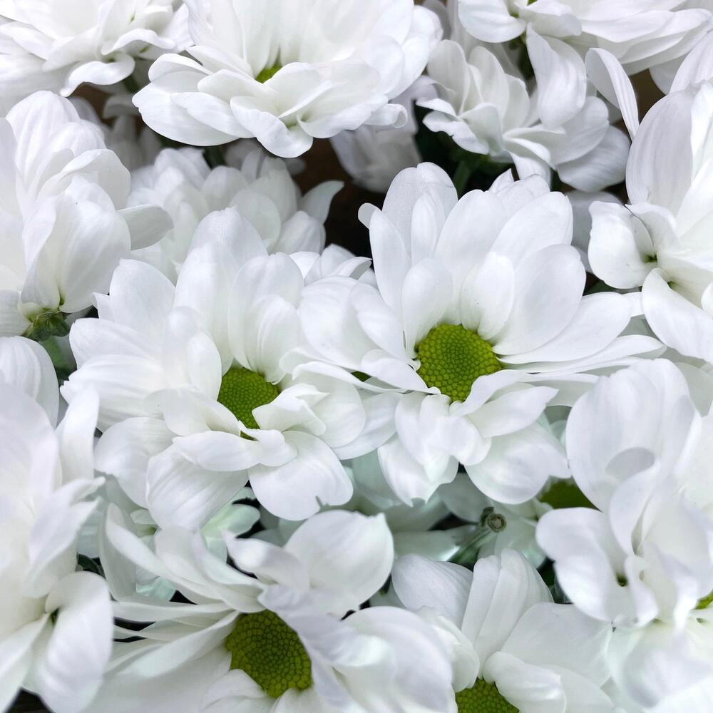 Букет из 5 белых хризантем в крафте – лаконичная элегантность Альметьевск Республика Татарстан