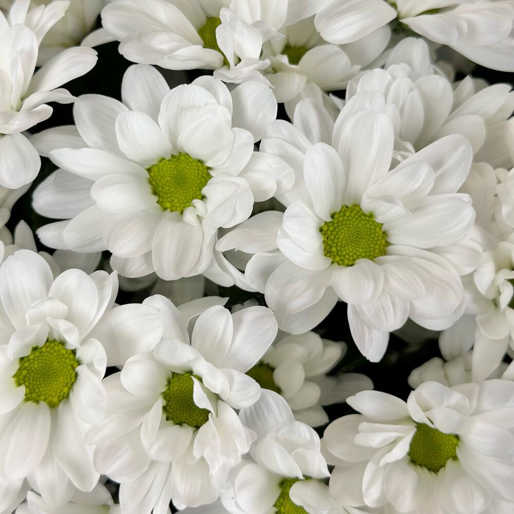 Букет «Мечты о лете» – свежесть белых хризантем Альметьевск Республика Татарстан