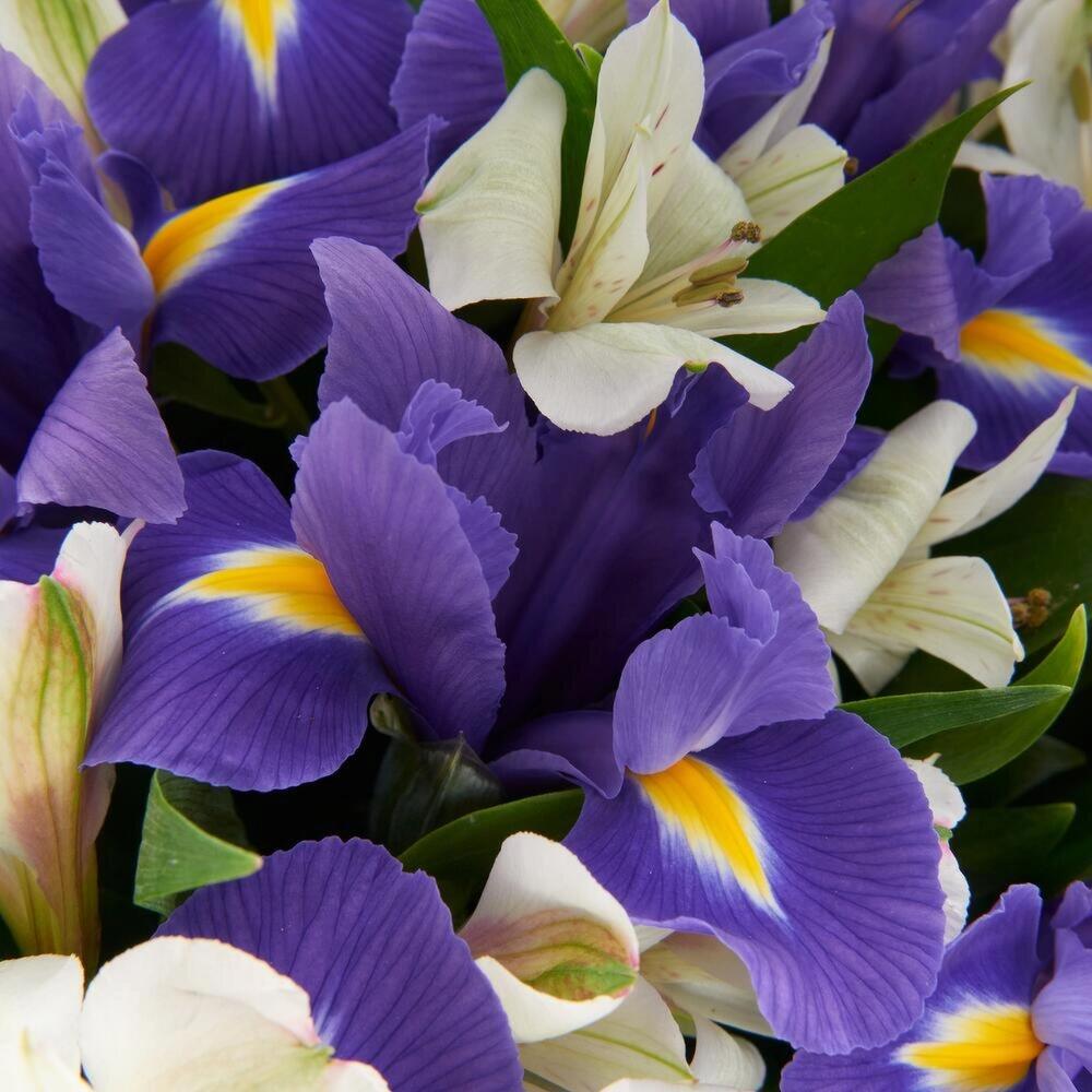 Букет «Вечернее дыхание»  – загадочная гармония синих ирисов и белых альстромерий Альметьевск Республика Татарстан