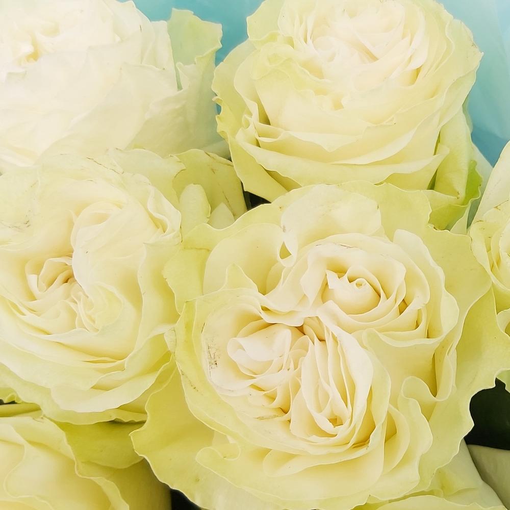 Букет «Кружевное облачко» – 11 белоснежных роз в нежной упаковке Альметьевск Республика Татарстан