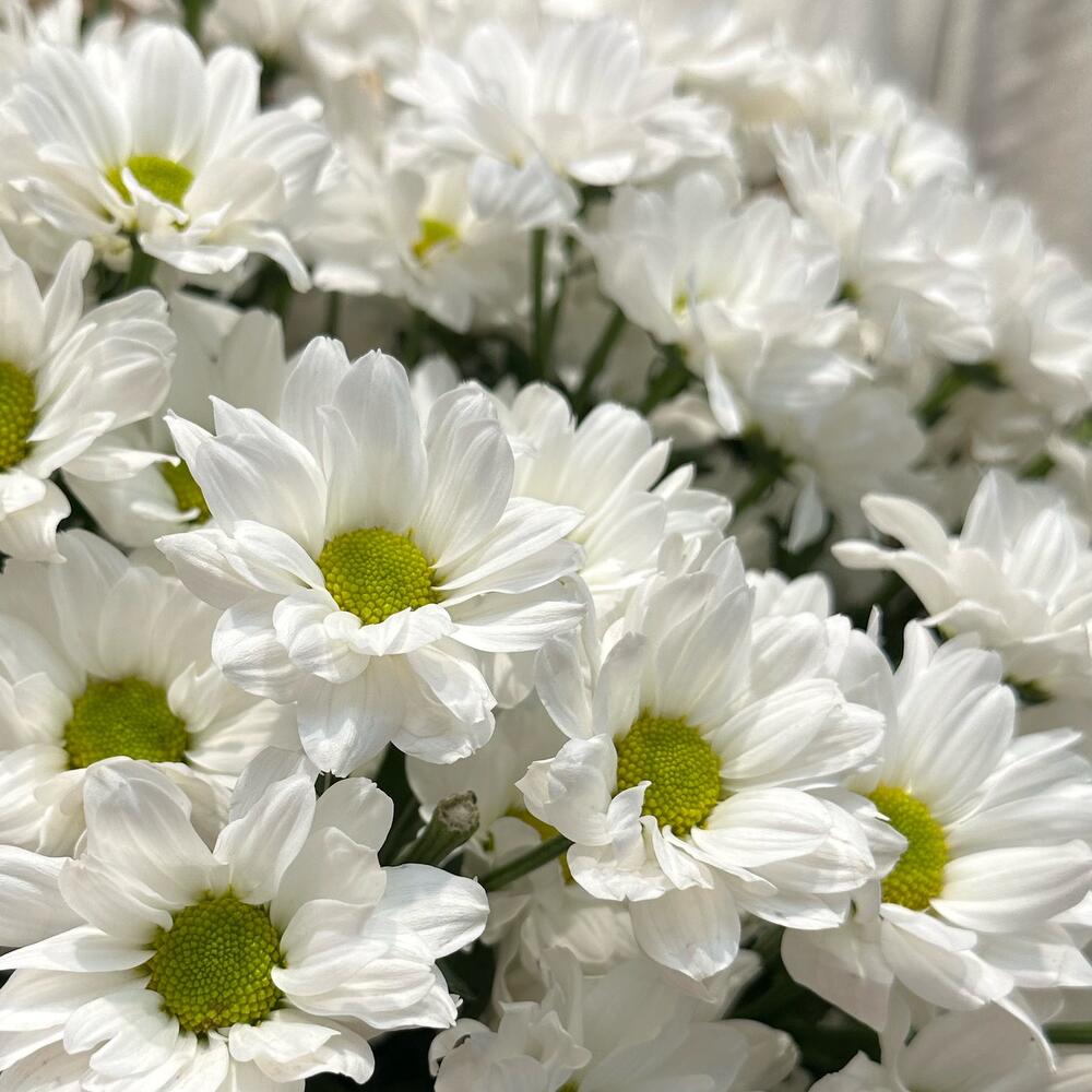 Букет «Летняя свежесть» – дыхание лета в белых хризантемах Альметьевск Республика Татарстан