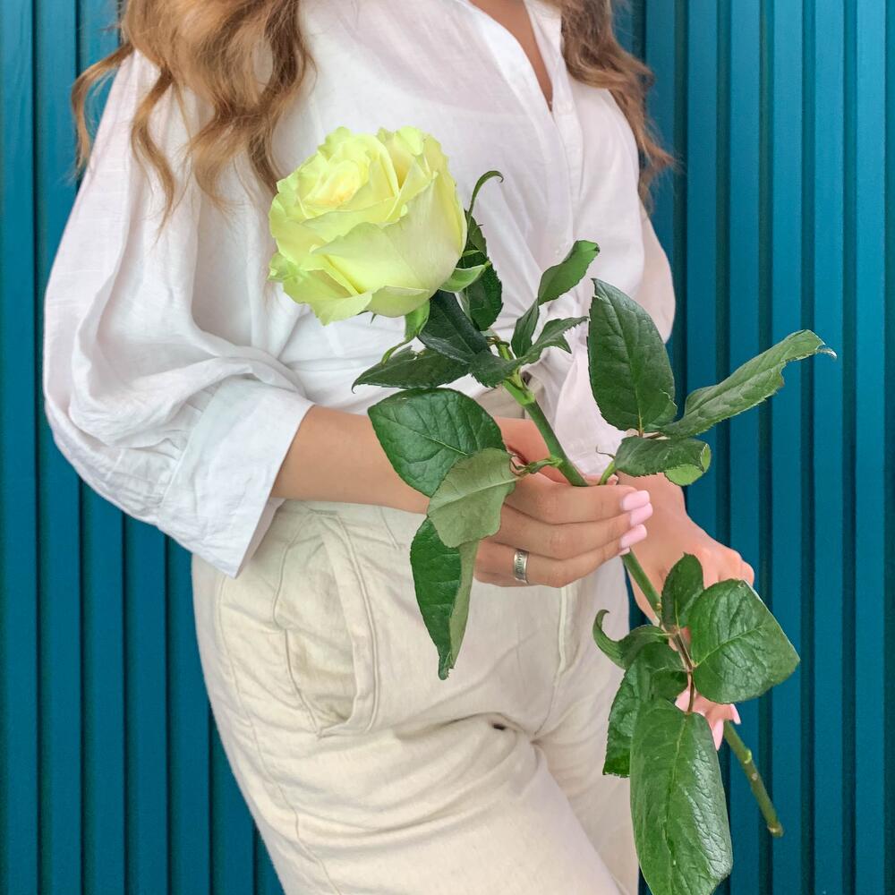 Комплимент из белой эквадорской розы – элегантность в каждом лепестке Альметьевск Республика Татарстан