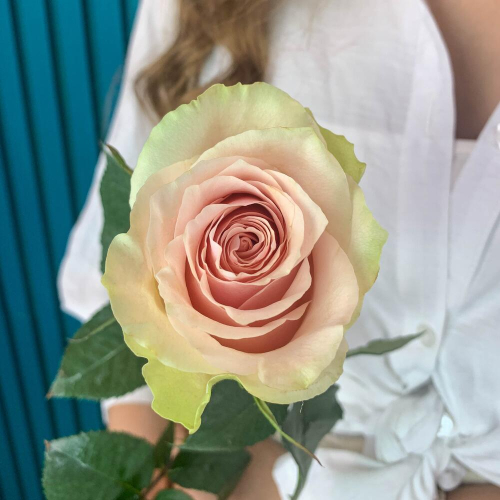 Комплимент из розовой эквадорской розы – минимализм роскоши Альметьевск Республика Татарстан