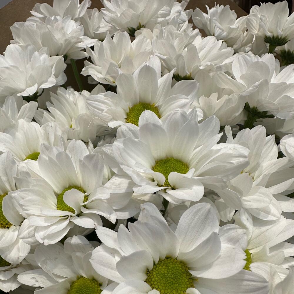 Букет «21 ромашка» – нежные белые кустовые хризантемы в натуральном стиле Альметьевск Республика Татарстан