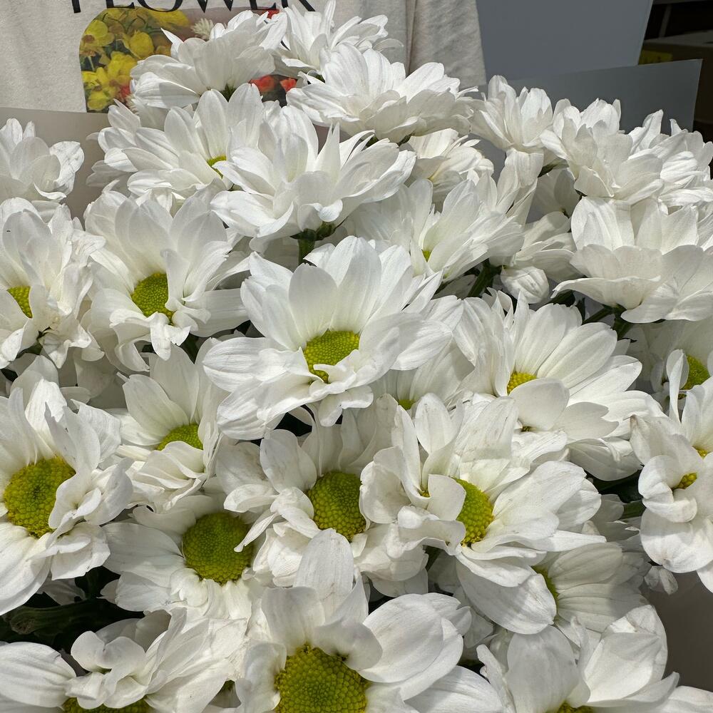 Букет «Летнее настроение» – свежесть белых хризантем Альметьевск Республика Татарстан