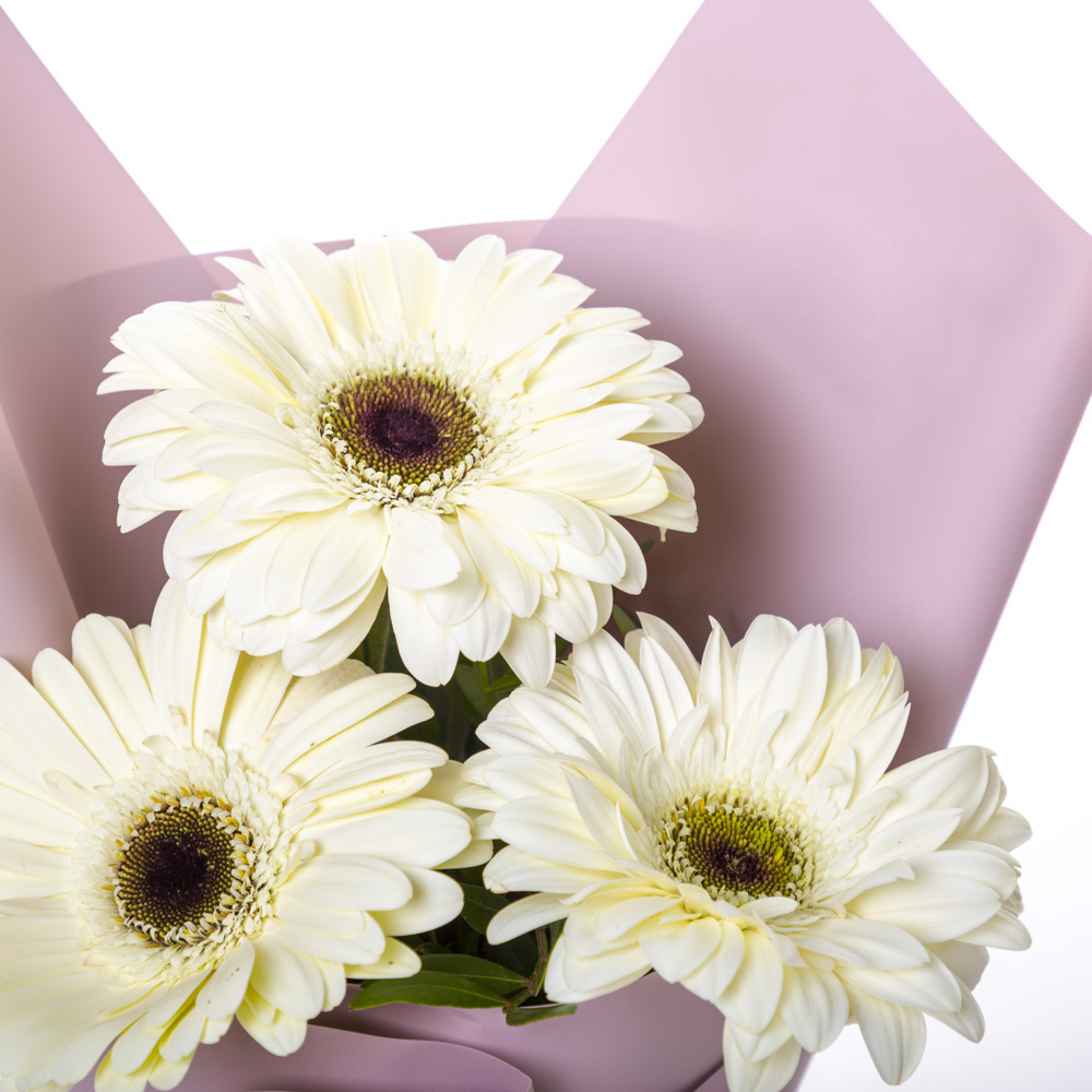 Нежный букет из 3 белых гербер – символ искренности и света Альметьевск Республика Татарстан