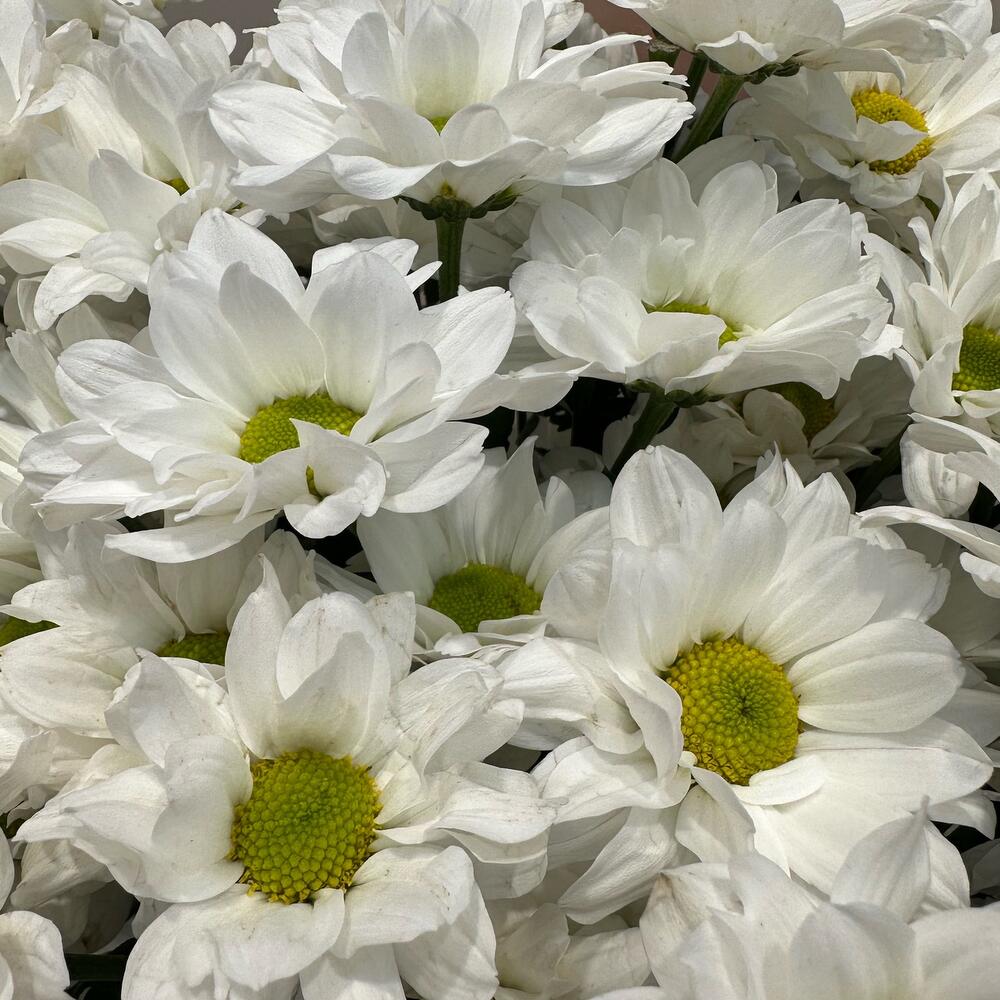 Букет «Летнее настроение» – свежесть белых хризантем Альметьевск Республика Татарстан