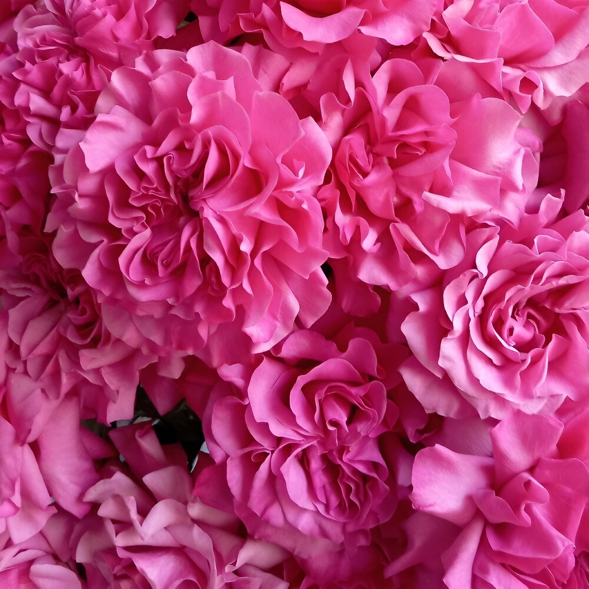 Роскошный букет из пионовидных роз – королевский подарок Альметьевск Республика Татарстан