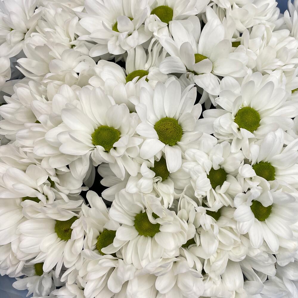 Букет «Ромашковое поле» – свежесть белых хризантем Альметьевск Республика Татарстан